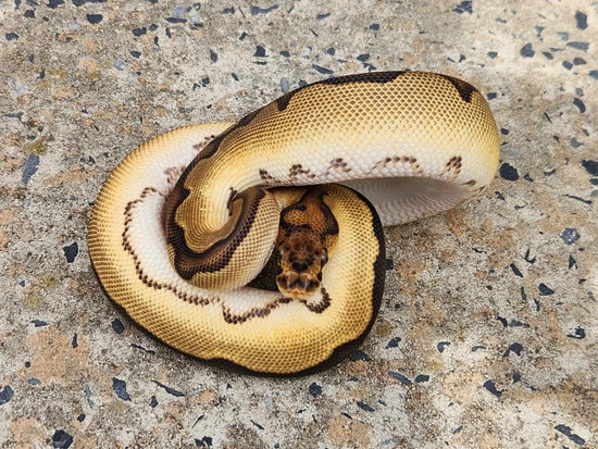 Orange Dream Calico Clown Ball Python by Custer Constriction
