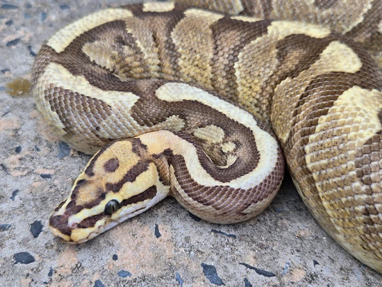 Fire Red Stripe Spotnose YB Het Clown Ball Python by Custer Constriction