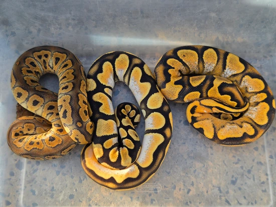 Group Deal #12 Ball Python by Custer Constriction
