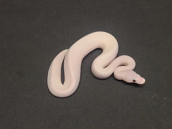 Single White Ringed Ball Python White Wedding Ball Python by CV Exotics inc.