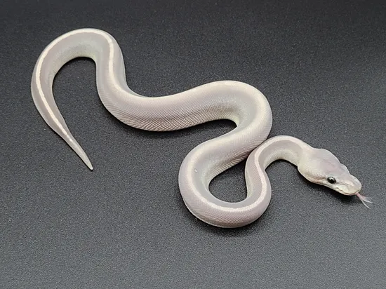 GHI Mojave Black Pastel Ghost Ball Python by CV Exotics inc.