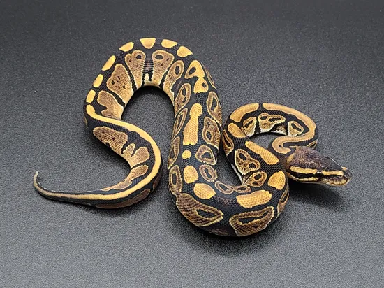 Normal Ball Python by CV Exotics inc.