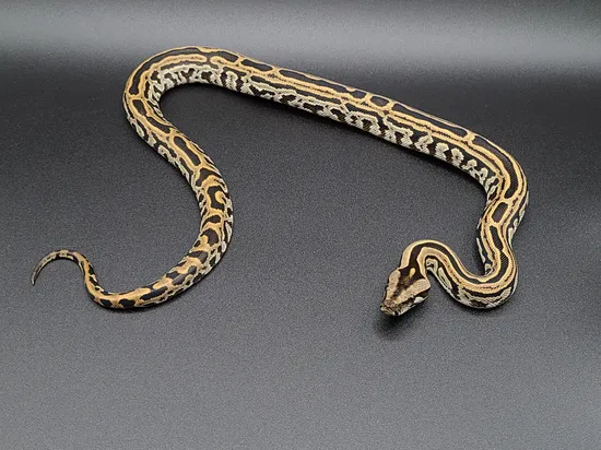 Labyrinth 66% Het Albino Burmese Python by CV Exotics inc.