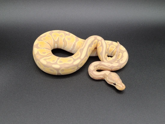 Banana Jungle Woma Ball Python by CV Exotics inc.