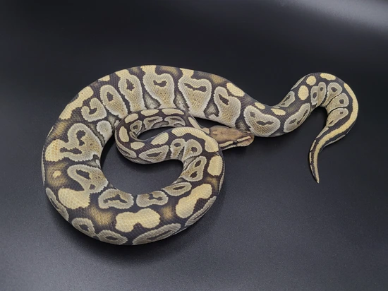 Orange Ghost Ball Python by CV Exotics inc.