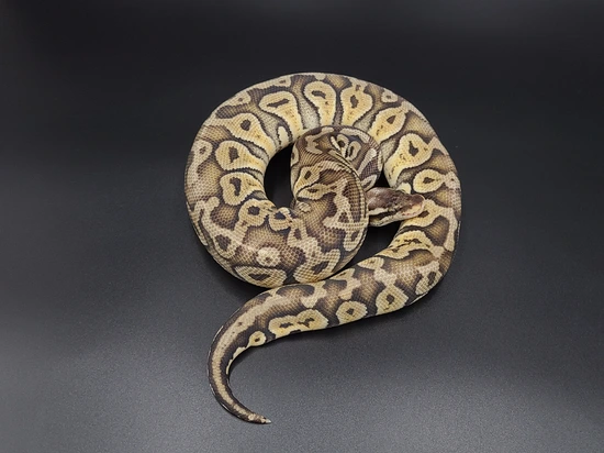 Super Pastel 100% Het Caramel Ball Python by CV Exotics inc.
