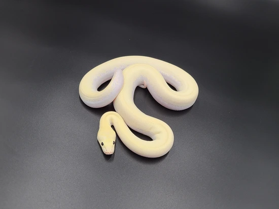 Ivory 100% Het Labyrinth 66% Het Albino Burmese Python by CV Exotics inc.