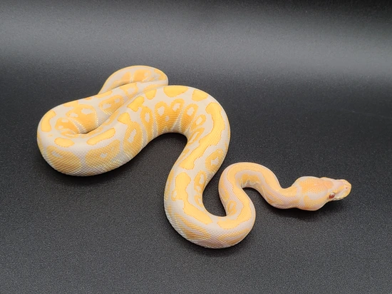 Lavender Ball Python by CV Exotics inc.