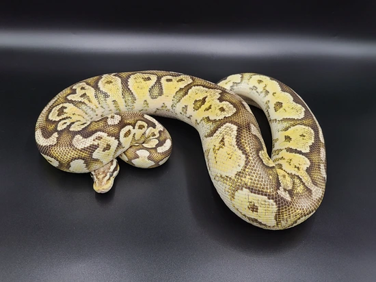 Lace Ball Python Lace Pastel Ball Python by CV Exotics inc.