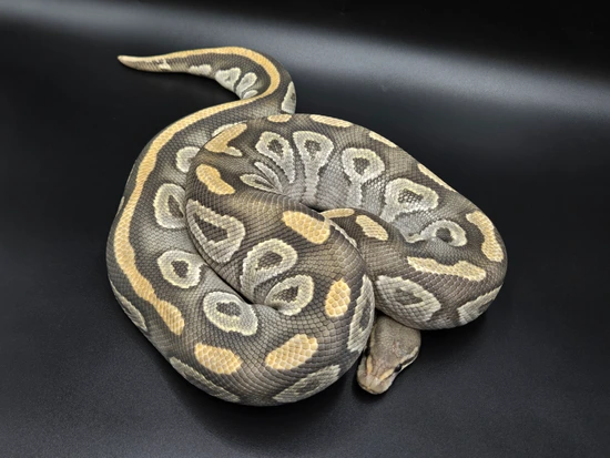 Ghost Mojave Ball Python by CV Exotics inc.