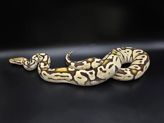 Lace Pastel Fire Ball Python by CV Exotics inc.