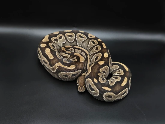 Mojave 100% Het Ghost Ball Python by CV Exotics inc.
