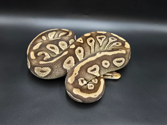 Pastave Fire 100% Het Orange Ghost Ball Python by CV Exotics inc.