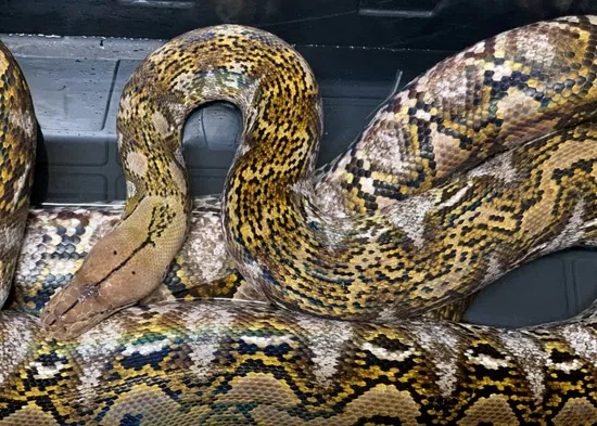 50% (Jampea/Selayer) Dwarf Reticulated Python by West Coast Retics ...