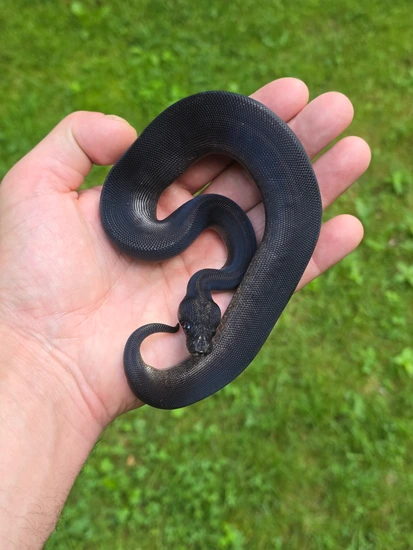 Obsidian Blackpastel Het Pied Pos Leopard Ball Python by Black Dahlia ...