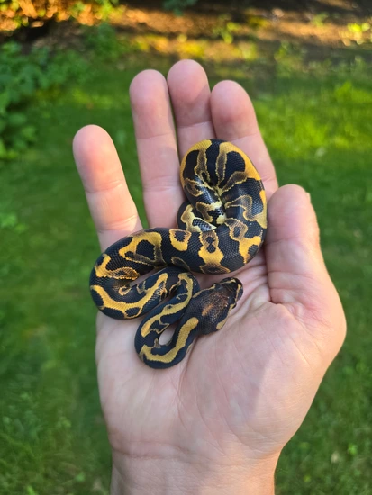 Goblin Ball Python Morph Barnhart Blackpastel Leopard Goblin Het Clown Ball Python by Black ...