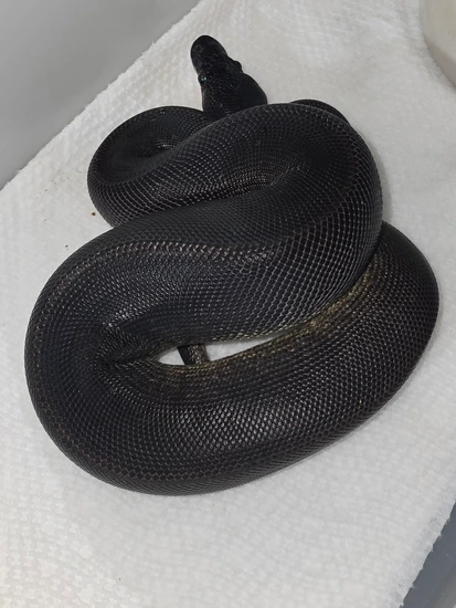 Obsidean Ball Python Obsidian Het Pied Pos Leopard Ball Python by Black Dahlia Reptiles