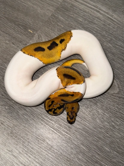 Leoaprd Clown Pied Het Lavender Ball Python by Royal Ambassador Reptiles