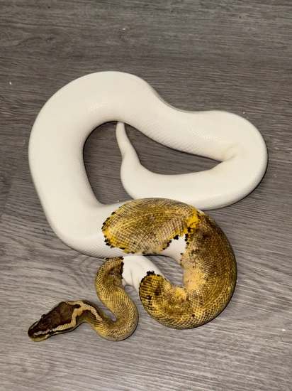 Pastel Mahogany Pied Ball Python by Royal Ambassador Reptiles