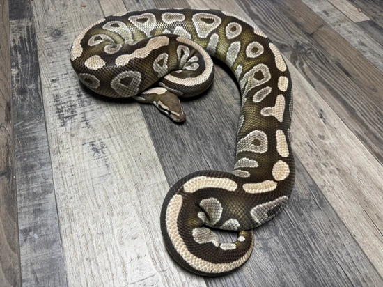 Mojave, 100% DH DG, Clown Ball Python by Cyber Serpents