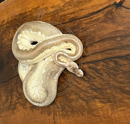 Cinny Sugar Ball Python Cinnamon, Lesser, Pastel, Sugar, Enchi Ball Python by B&B Reptile