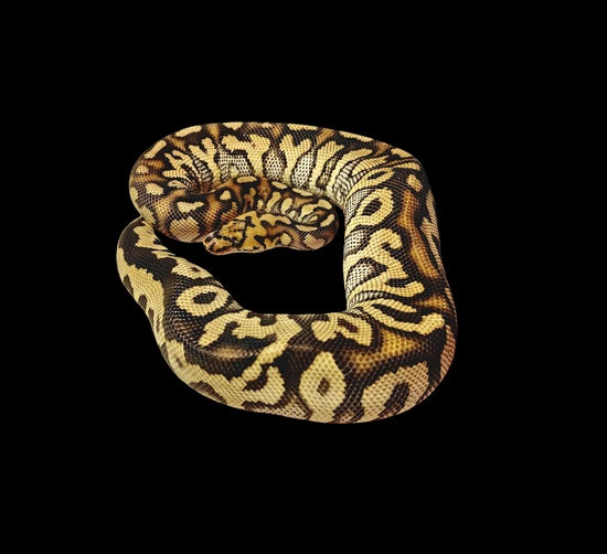 Spotnose Stranger Clown Ball Python by Chromanetix