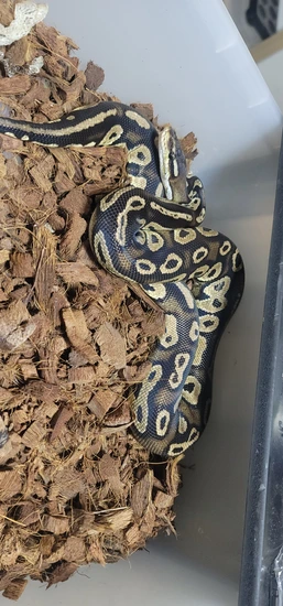 Pastel Blackhead Red Gene Ball Python by Dz Ballz