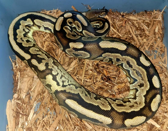 Puzzle Project(Cinnamon 100% Het Puzzle)Crazy Ringer Ball Python by ...