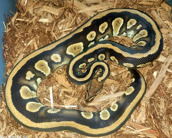 Stranger Het Clown Poss Het Monsoon Ball Python by Glamorous Pythons