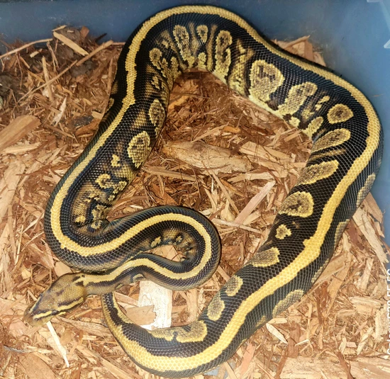 1100g (Spotnose Stranger Het Hypo 50% Poss Het Monsoon) Ball Python by ...