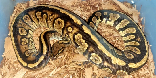 Stranger Spotnose 💯 Het Hypo 66% Poss Het Clown / Monsoon Ball Python ...