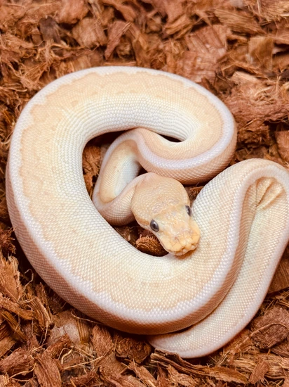 Banana Butter Pinstripe Bongo 50% Het Clown Ball Python by Dbl K-B Morphs