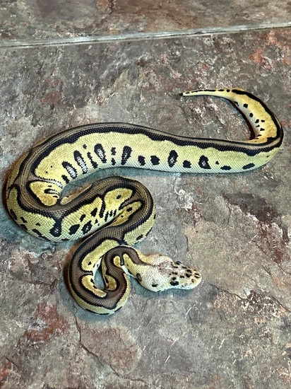 Pastel Yellow Belly Leopard Fire Clown 50% Het Piebald Ball Python by ...