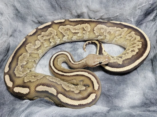 Cinder Specter HRA Fire Ph VPI Ball Python by Lady Lindsay & Dammit ...