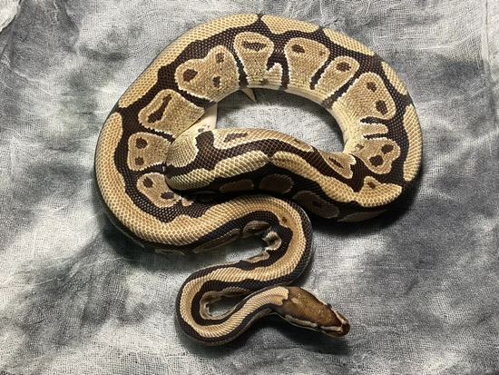 Specter Het VPI Axanthic Ball Python by Lady Lindsay & Dammit Dave's ...