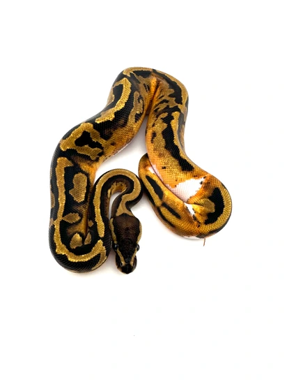 Genex Ball Python Piebald, Orange Dream, GeneX, Enchi Ball Python by Legacy Breeders