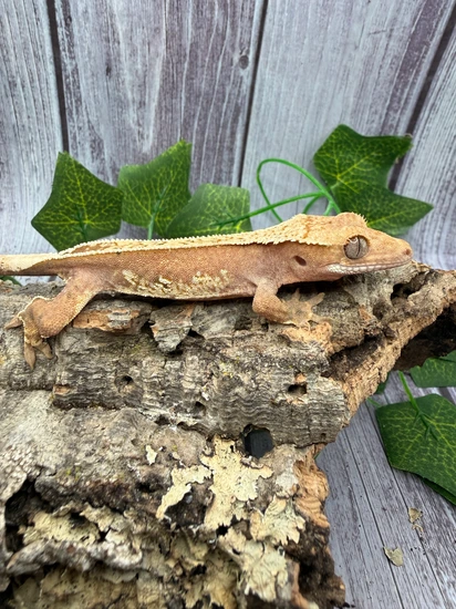 Cream And Red Harlequin Created Gecko - Crested Gecko