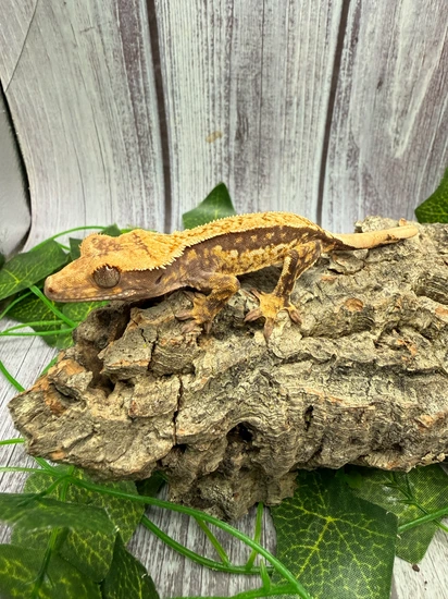Extreme Harlequin Crested Gecko
