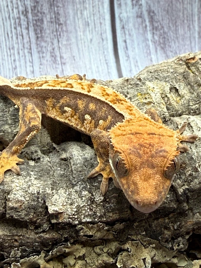 Extreme Harlequin Crested Gecko With Dashed Quadstripe