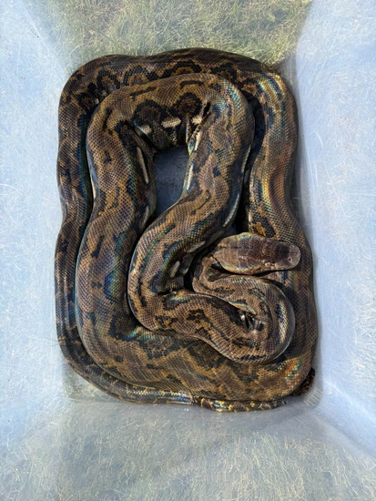 F1 Pure Ternate Dwarf Retic Reticulated Python by Scale Savvy Reptiles ...