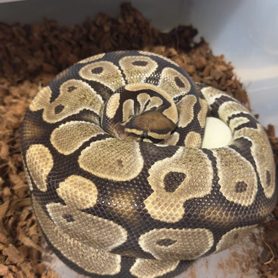 Pair Dh Ultramel Puzzle Ball Python - unknown for sale from Stabia Regius