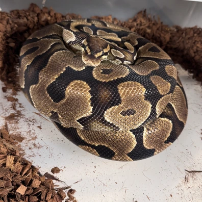 Yb Dh Hypo Puzzle Ball Python - female for sale from Stabia Regius