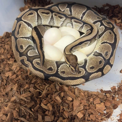 Pair Dh Puzzle Axanthic Vpi Ball Python - unknown for sale from Stabia Regius