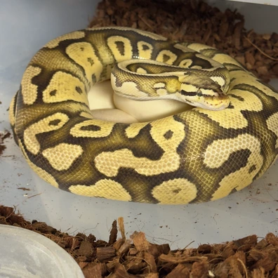 Pair Clown Sunset Combo Project Ball Python - unknown for sale from Stabia Regius