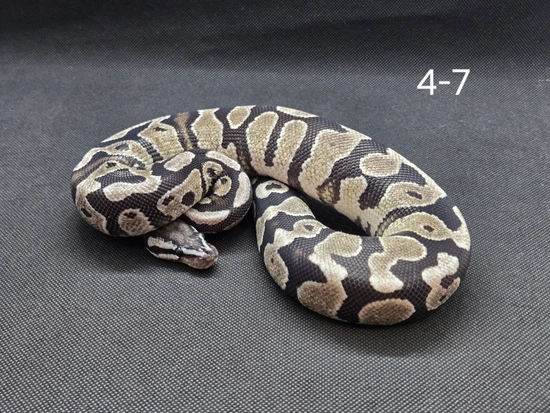Fire/Vanilla Axanthic (TSK) 50% Het Hypo Ball Python by Chain Reaction ...