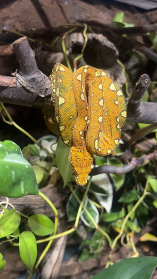 Red Tree Python Photos Red Biak Green Tree Python by DnR Reptiles