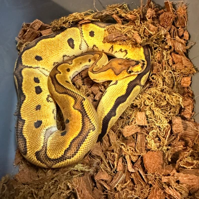 Sugar Clown Ball Python - female for sale from Dapper Pythons