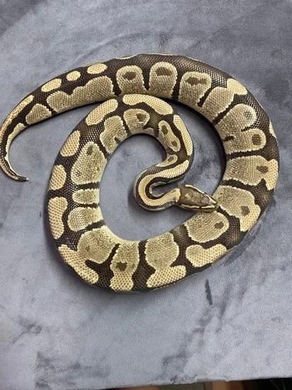 Sauce Ball Python by Dapper Python Lounge