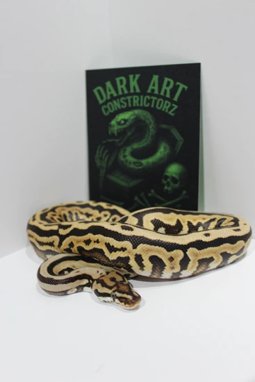 Goblin Ball Python Morph Leo Spotnose Goblin Ball Python by Dark Art Constrictorz LLC