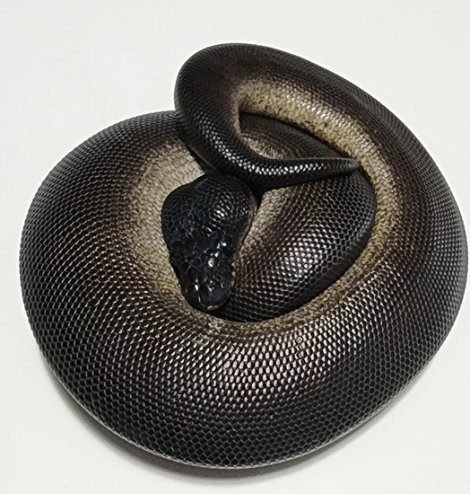 Obsidean Ball Python Suma Black Head (Obsidian) Ball Python by Circle City Constrictors